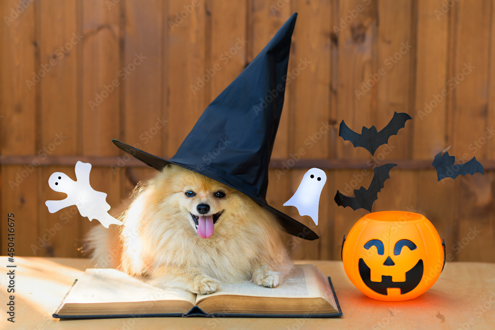 Halloween Pet. Cute dog spitz witch costume in black hat with