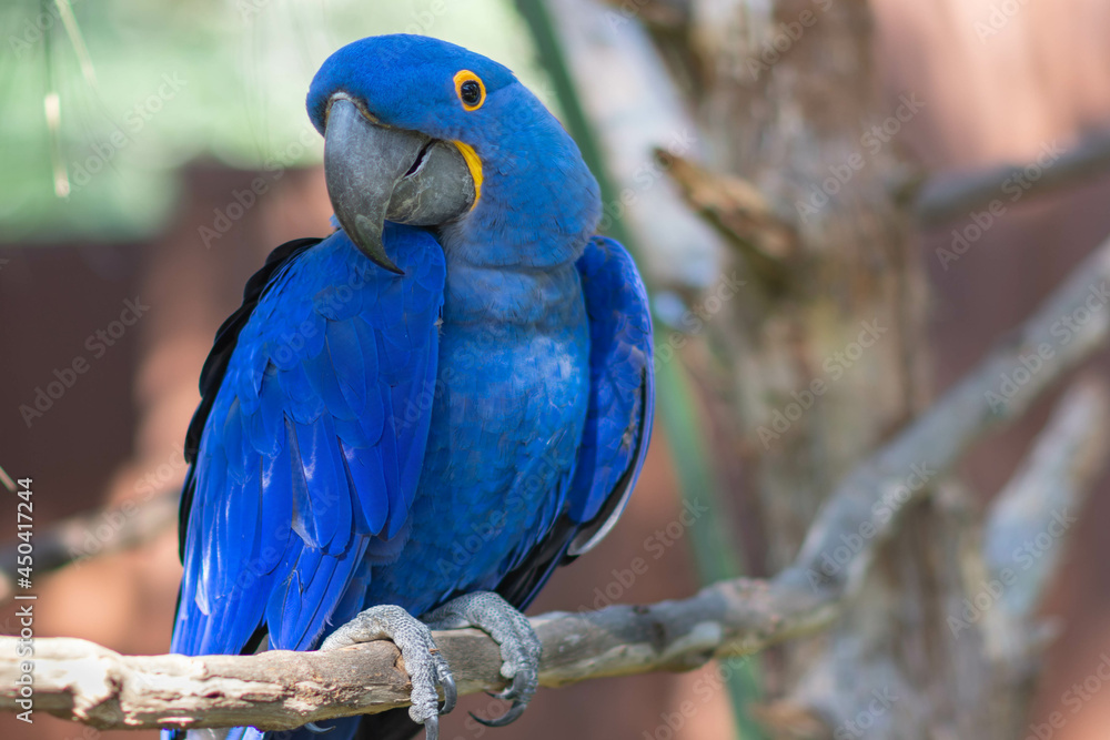 Obraz premium blue and yellow macaw