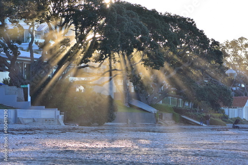 Evening sunrays penetrating from behind pohutukawa trees bringing light onto beach sand in front of coastal homes. photo
