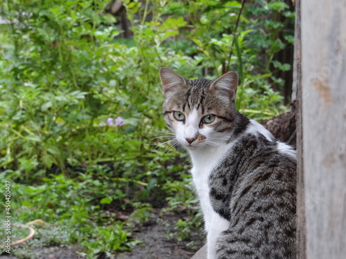 cat in the garden