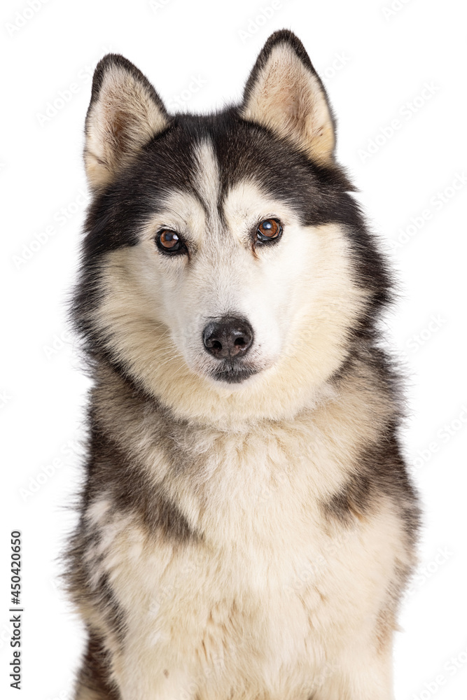 Closeup of Beautiful Large Husky Dog