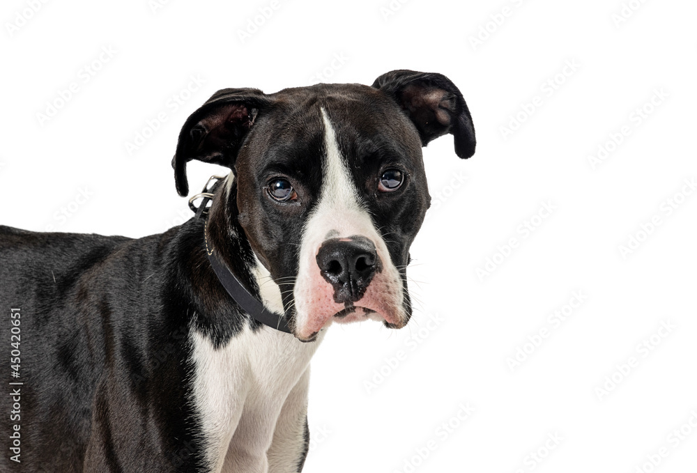 Greeat Dane Crossbreed Dog Closeup