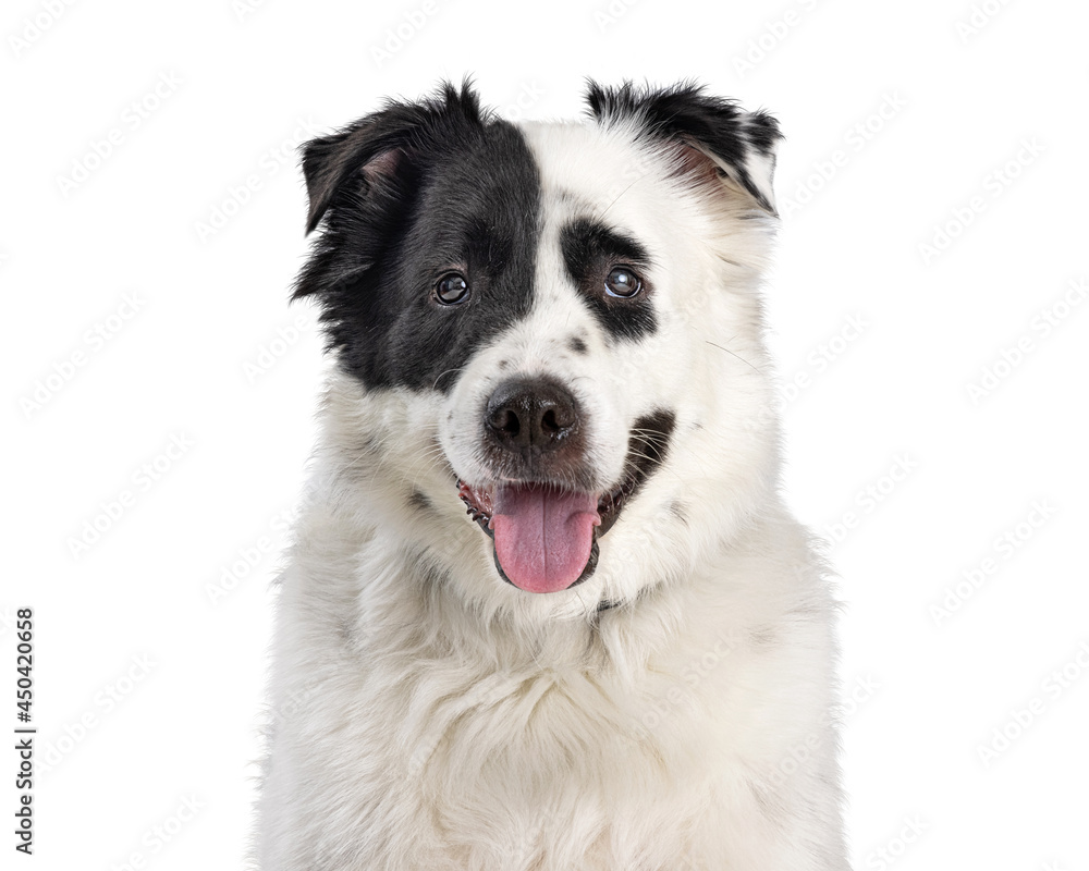 Joyful Big Dog Smiling