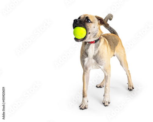 Playful Dog With Tennis Ball in Mouth