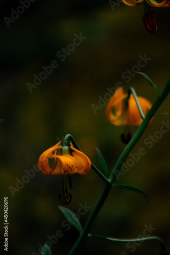 Wild Lilies