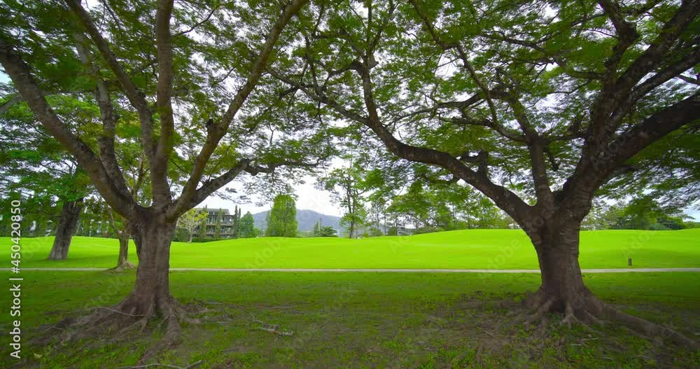 Park and Outdoor Video public park. Panoramic view of big tree and green meadow park in morning time and beautiful nature sun light, 4K UHD. Video Clip. Park and Outdoor Video public park. Panoramic view of big tree and green meadow park in morning time and beautiful nature sun light, 4K UHD. Video Clip.