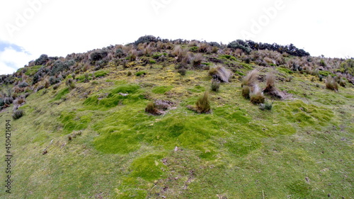 Paramo vegetation at Antisana Ecological Reserve, Ecuador
