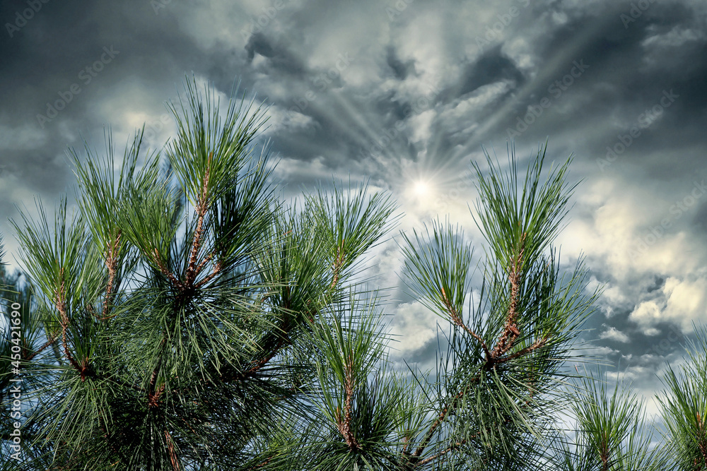 Branches of a pine tree with needles against a dramatic sky with clouds ...