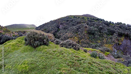 Paramo vegetation on a hill at Antisana Ecological Reserve, Ecuador