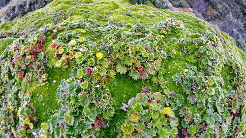 Close up of paramo vegetation at Antisana Ecological Reserve, Ecuador