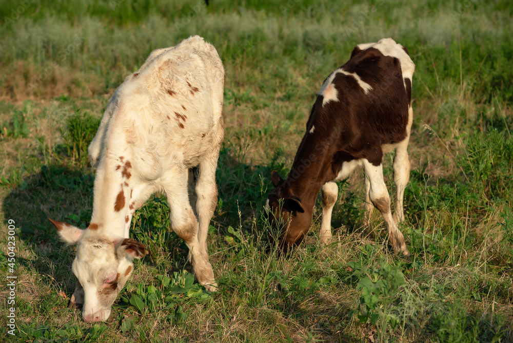 White and white-brown cows in the pasture. In the spring, cows graze on the green field of the farm. White and white-brown cows in the pasture. In the spring, cows graze on the green field of the farm.