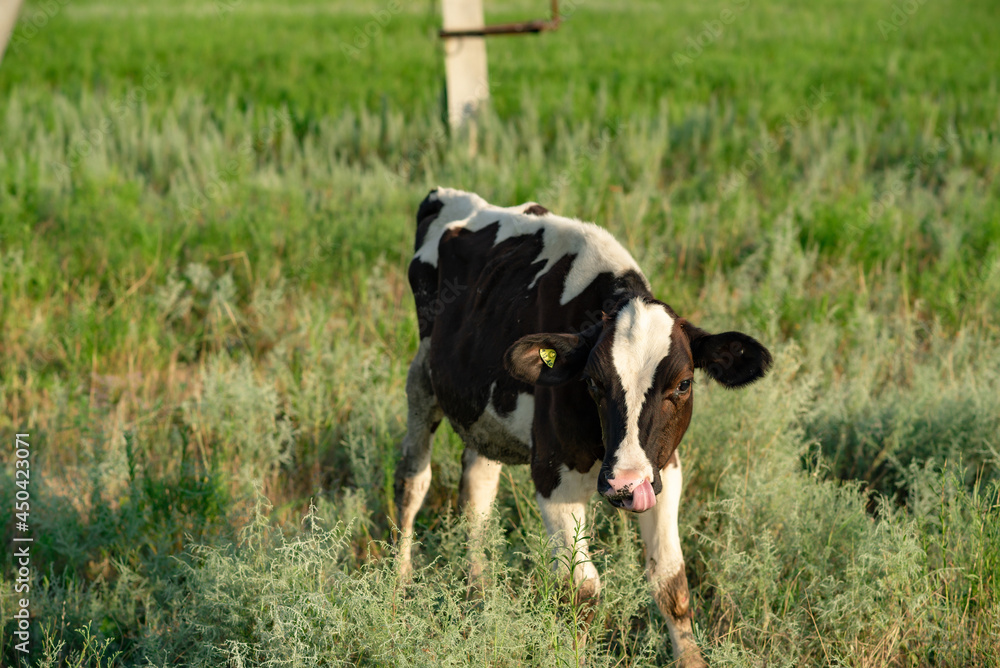 White-brown cows in the pasture. In summer, cows graze on the green field of the farm.