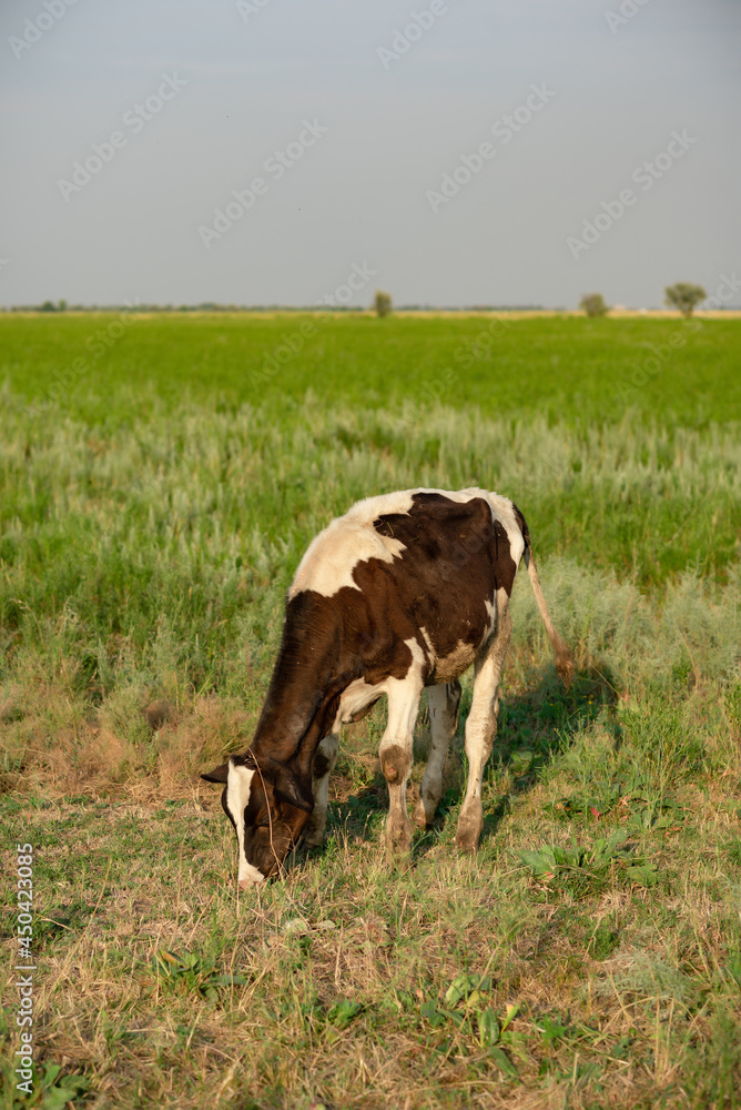 White-brown cows in the pasture. In summer, cows graze on the green field of the farm. White-brown cows in the pasture. In summer, cows graze on the green field of the farm.
