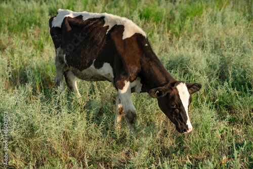 White-brown cows in the pasture. In summer, cows graze on the green field of the farm.