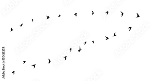 Black flying birds flock silhouette. Flat vector illustration isolated on white © Ivan Burchak