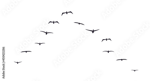 Black flying birds flock silhouette. Flat vector illustration isolated on white