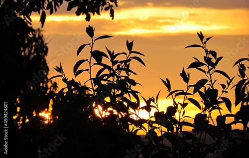 sunset with flowers