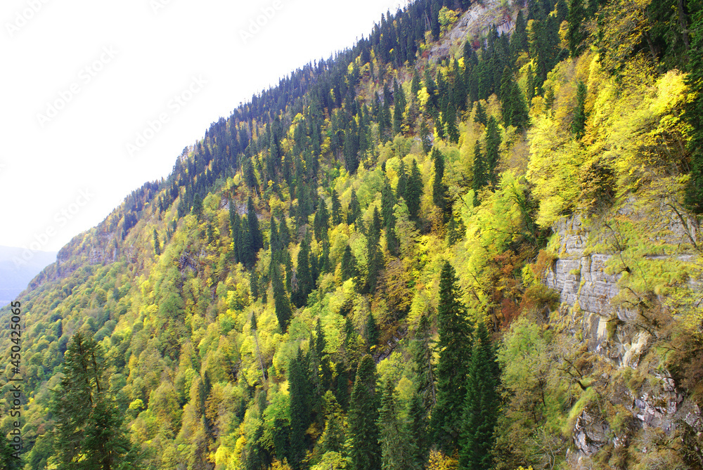 Coniferous forest and mountains, wildlife, landscape. Coniferous forest and mountains, wildlife, landscape.