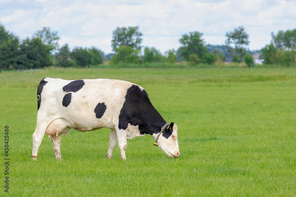 Black and white Dutch cow standing and nibbling fresh grass on green meadow, Typical summer polder landscape in Holland, Open farm with dairy cattle on the field in countryside farm, Netherlands. Black and white Dutch cow standing and nibbling fresh grass on green meadow, Typical summer polder landscape in Holland, Open farm with dairy cattle on the field in countryside farm, Netherlands.