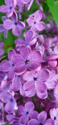 Lilac flower closeup 