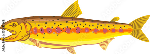 Californian golden trout - vector illustration