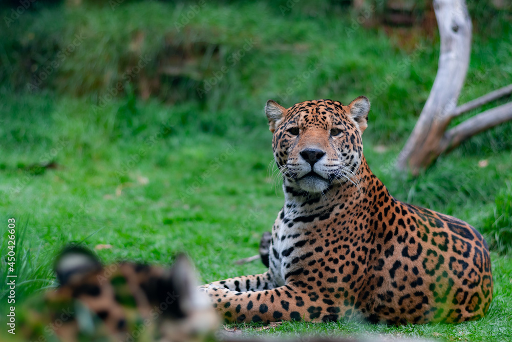 Un jaguar mirando hacia la cámara cuando descansa sobre el césped al aire libre Un jaguar mirando hacia la cámara cuando descansa sobre el césped al aire libre