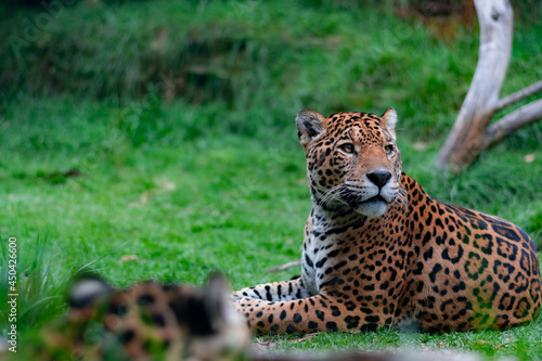 Un jaguar descansa sobre el césped al aire libre