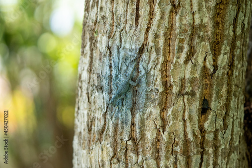 blue highlighted lizard on tree