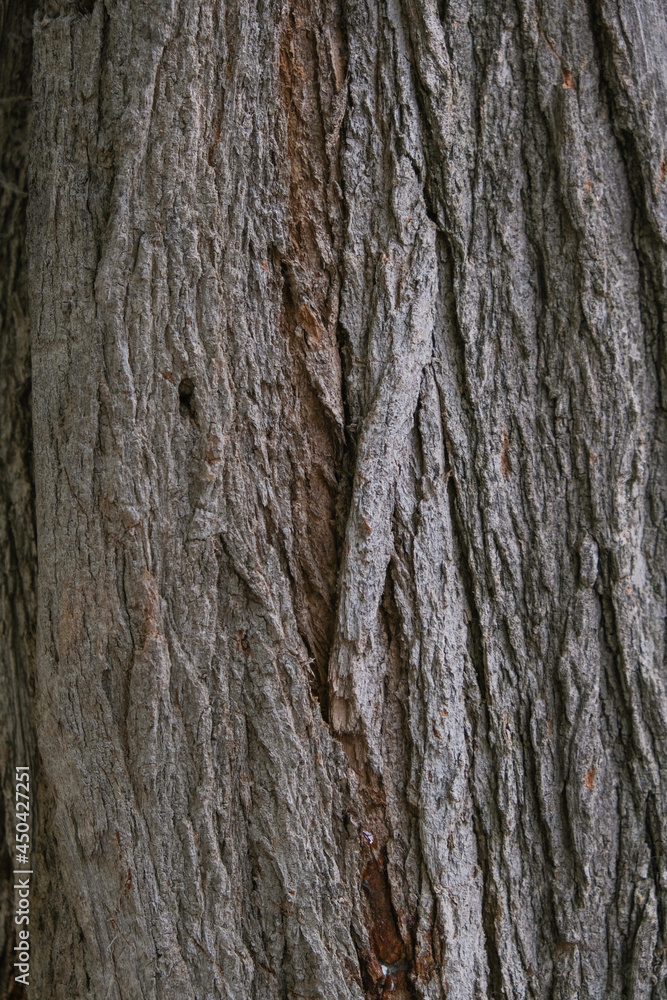 Bark of cedar tree texture background
Bark of cedar tree texture background