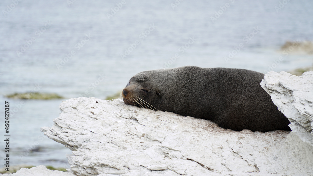 Fototapeta premium Fur seals on a coastal sea landscapes near Kaikoura on the South Island of New Zealand.