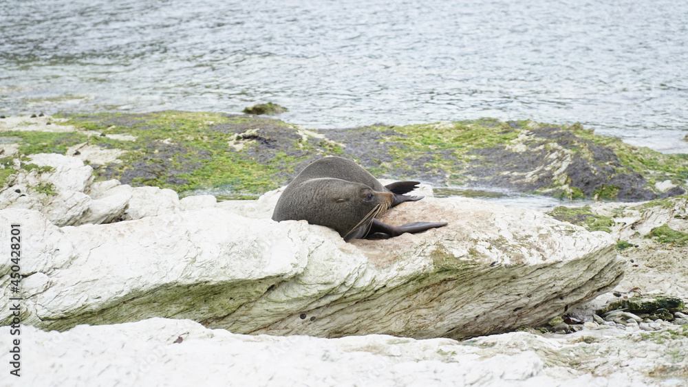 Fototapeta premium Fur seals on a coastal sea landscapes near Kaikoura on the South Island of New Zealand.