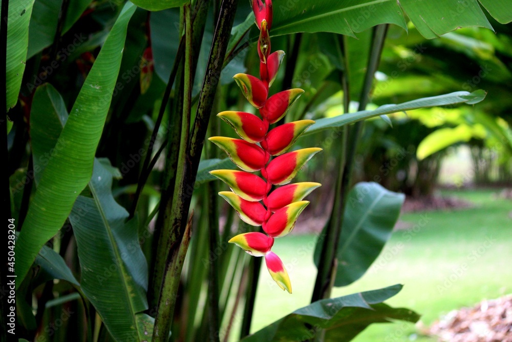 Obraz premium planta flor heliconia