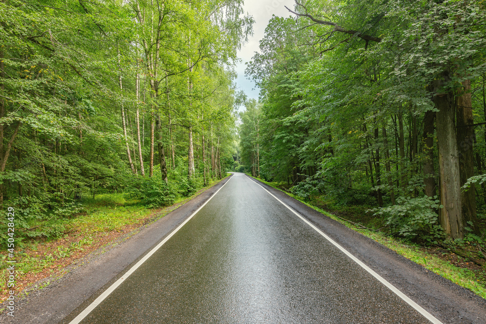Fototapeta premium Wet asphalt road in the forest.