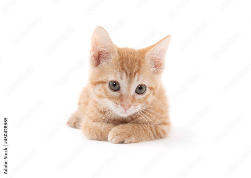 Cute yellow kitten on white