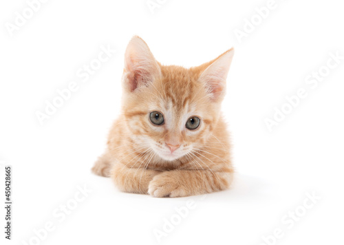 Cute yellow kitten on white