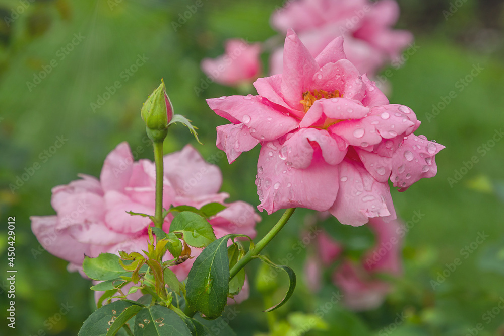 Fototapeta premium Earth Song rose with morning dew drops