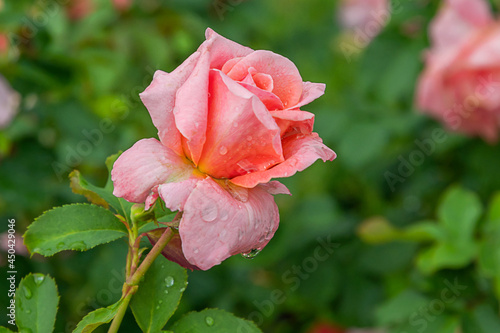 Easy does it rose with morning dew drops