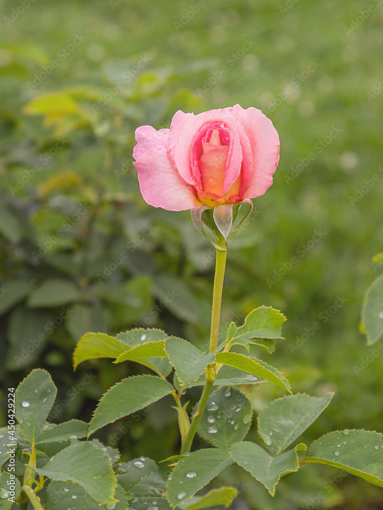 Marijke Koopman rose with morning dew drops
Marijke Koopman rose with morning dew drops