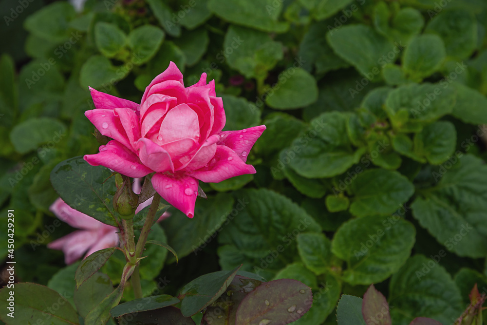 Friendship rose with morning dew drops Friendship rose with morning dew drops