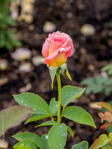 Marijke Koopman rose with morning dew drops
 photo