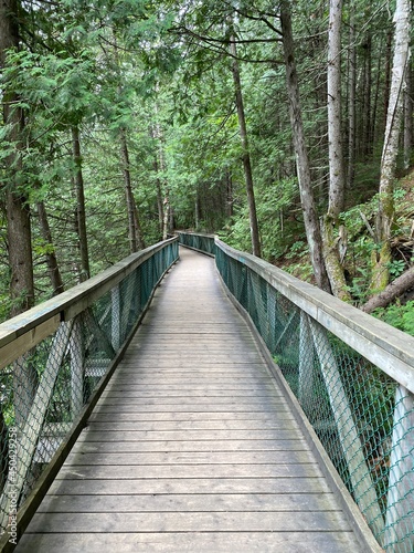 Wooden walkway in the forest