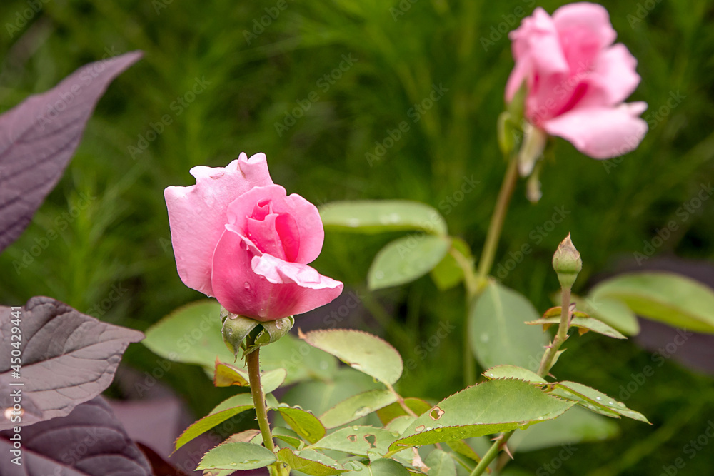 Marijke Koopman rose with morning dew drops