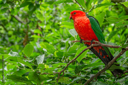 King Parrot Face Right