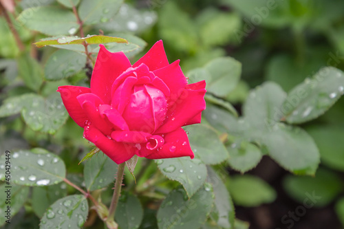 Sweet spirit rose with morning dew drops photo