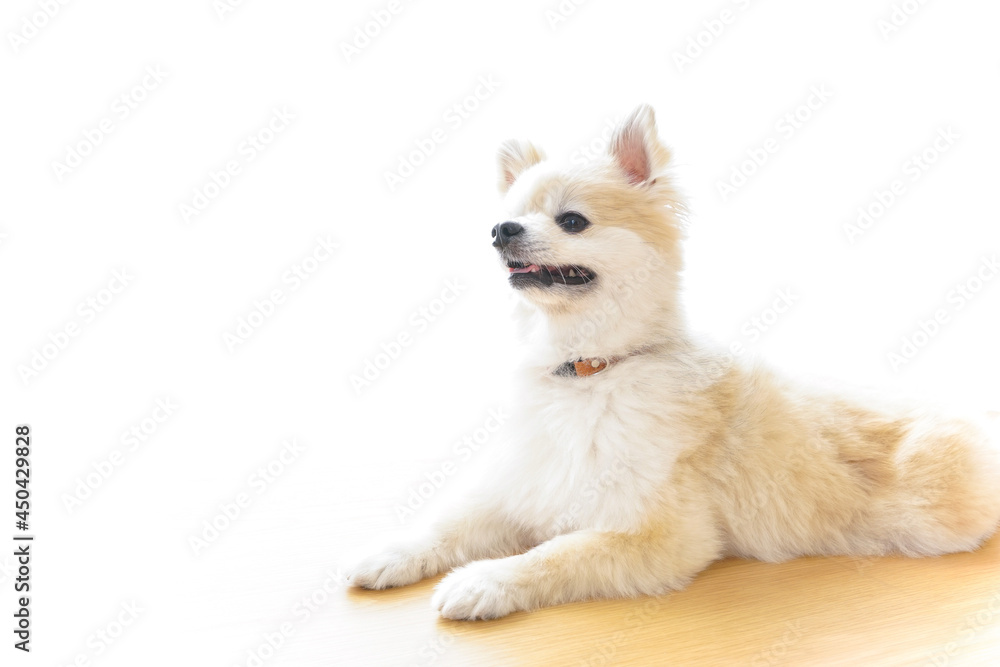 Obraz premium リラックスする犬