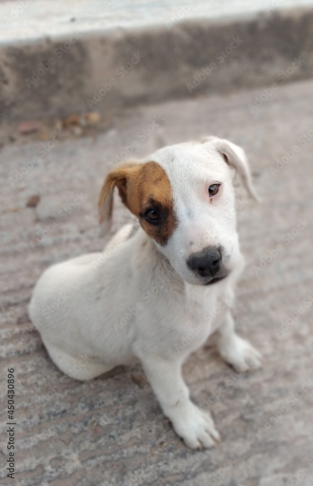 retrato de perrito en calle posando