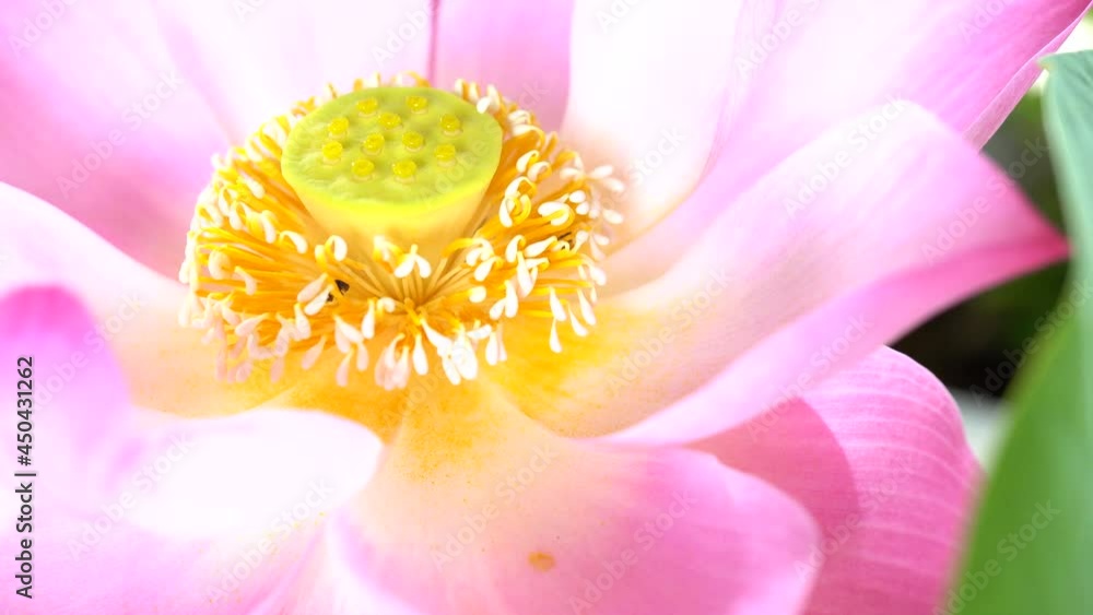 pink lotus flower and yellow pollen on green lotus leaf, closeup of view pink lotus flower and yellow pollen on green lotus leaf, closeup of view