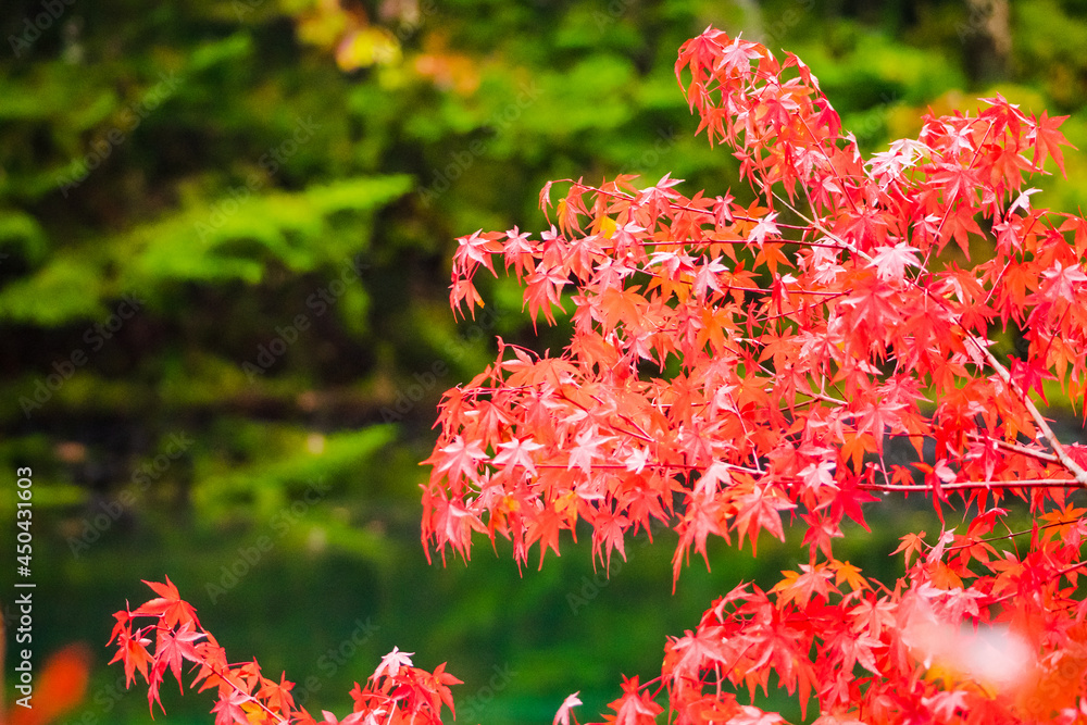 軽井沢の雲場池の紅葉