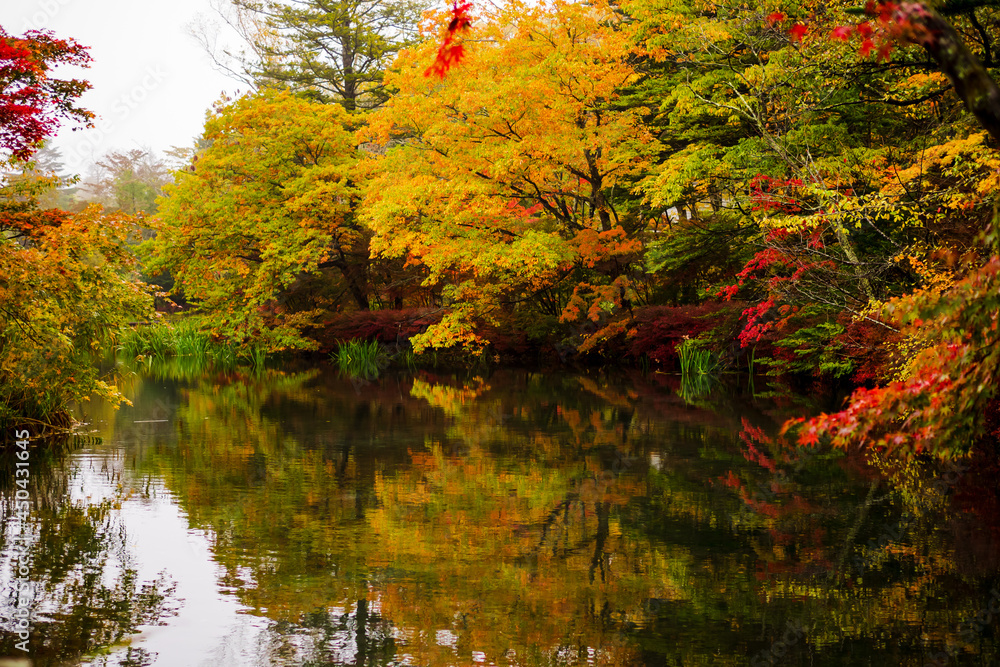 軽井沢の雲場池の紅葉