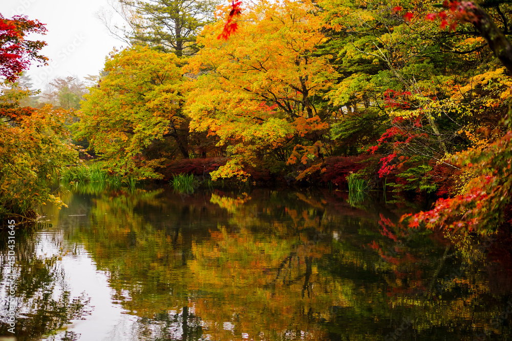 軽井沢の雲場池の紅葉 軽井沢の雲場池の紅葉